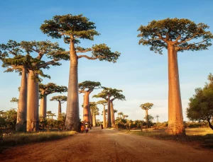 Madagaskar: Filmin Ötesinde Keşifler.