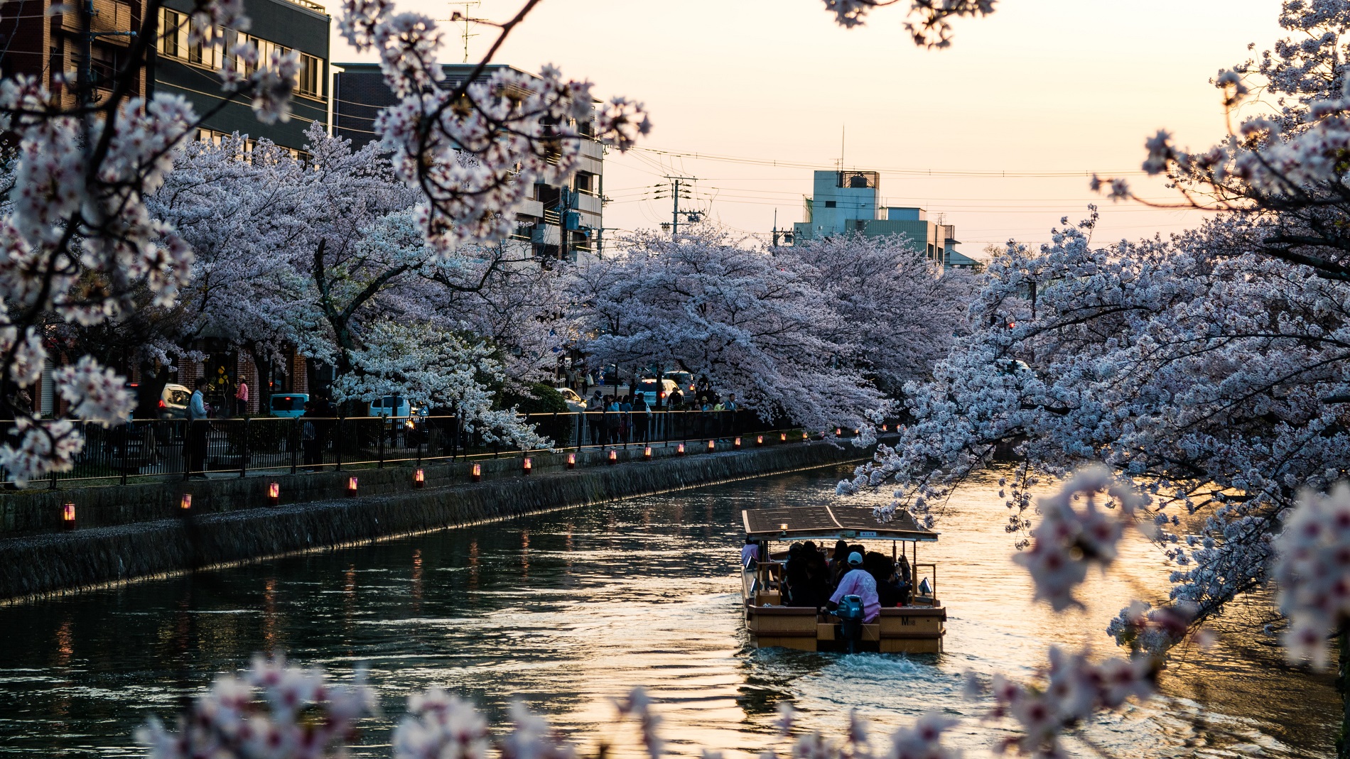 Kyoto, Japonya: Kiraz Çiçekleri ve Antik Tapınaklar.